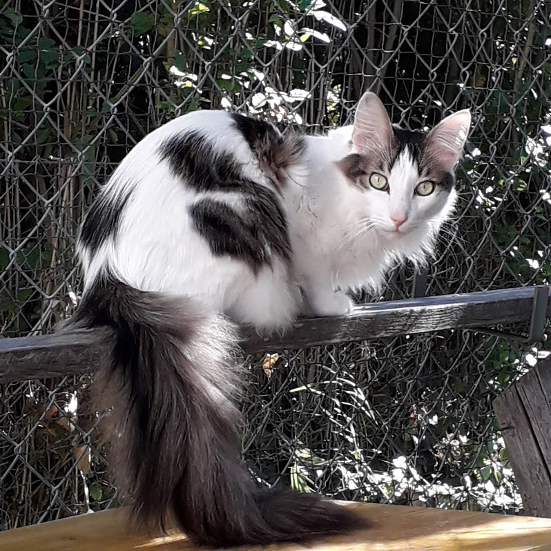 WPR. Looping Ay d'Akyazi